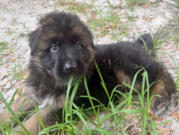 Adorable fluffy puppy lying in the grass.