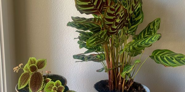 Peacock and waffle plants