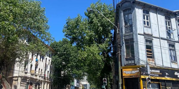 Sunny urban street lined with tall trees and old buildings under a clear blue sky.