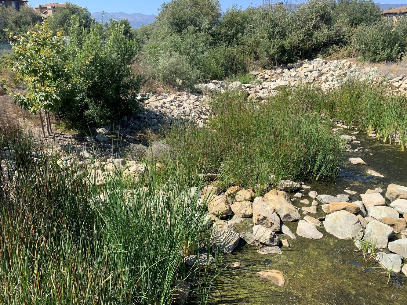 Phelps Creek at UCSB's North Campus Open Space