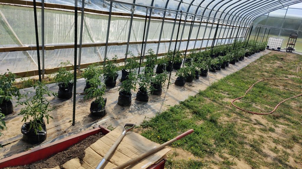 Greenhouse with rows of young plants in pots and gardening tools in a wheelbarrow.