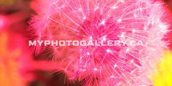 Close-up of a pink dandelion seed head with vibrant background colors.