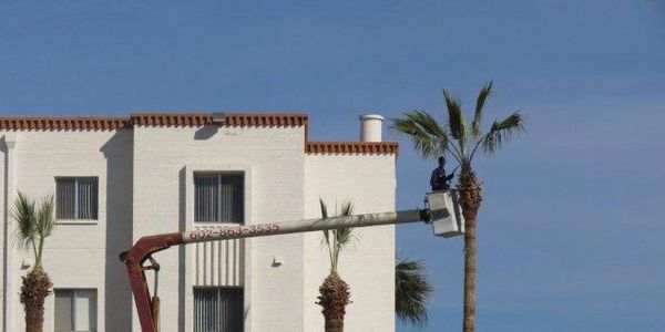 Trimming Palm trees