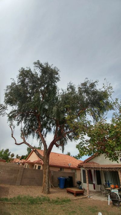 Trimmed Eucalyptus tree