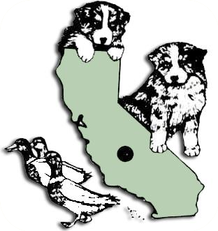 Illustration of two puppies and two ducklings around a California map.