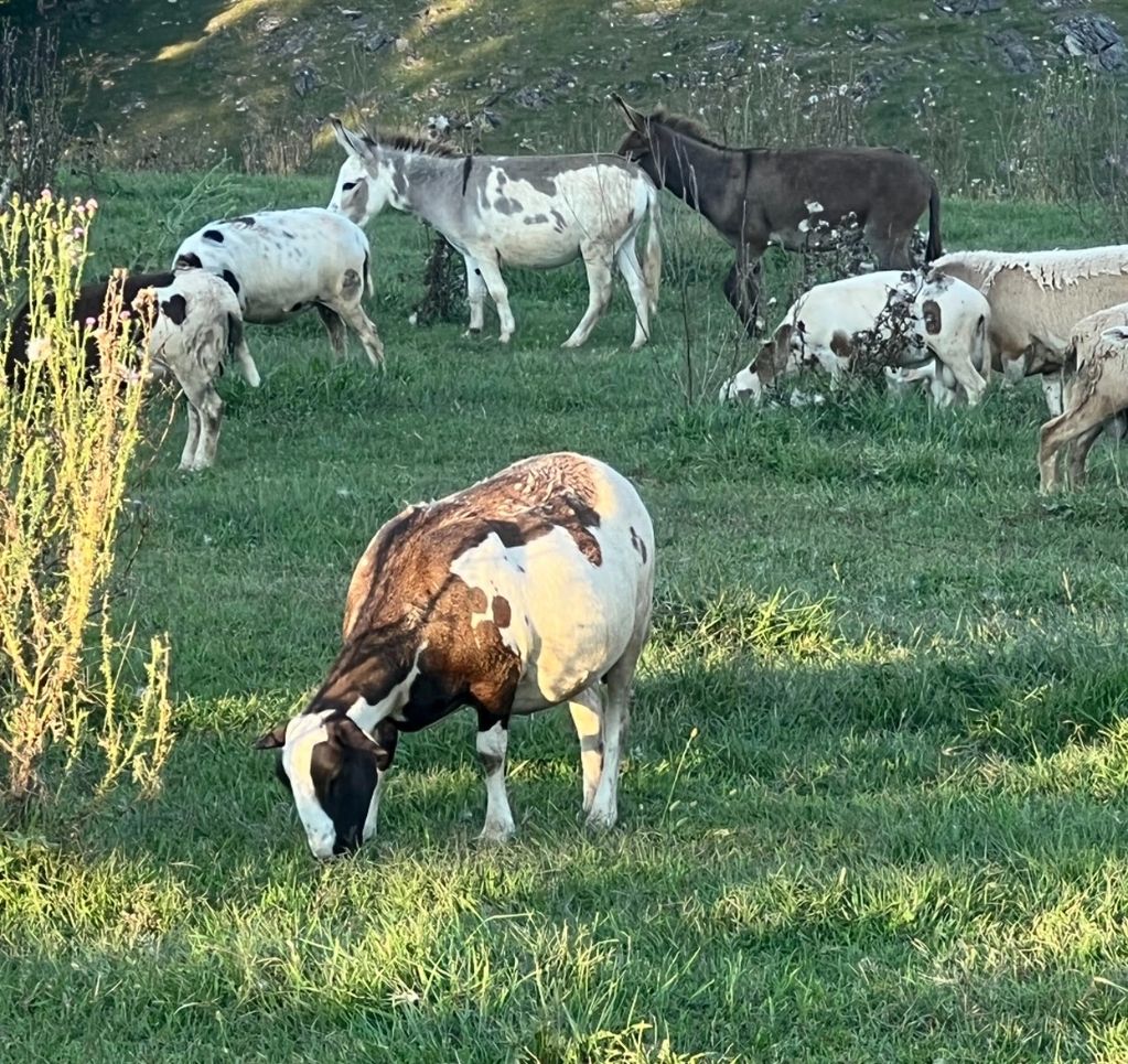 Our sheep and donkeys grazing happily together.