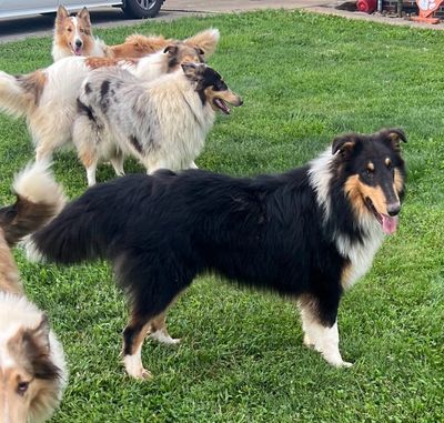 How We Raise Our Border Collie Puppies at Shadewood Farm and Kennel