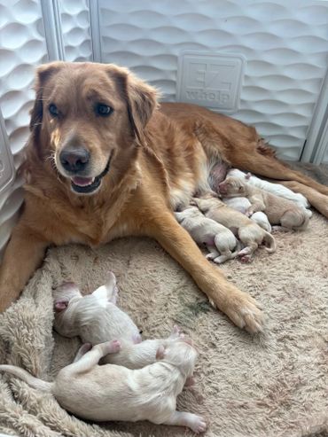Golden retriever nursing her newborn puppies in a cozy space.