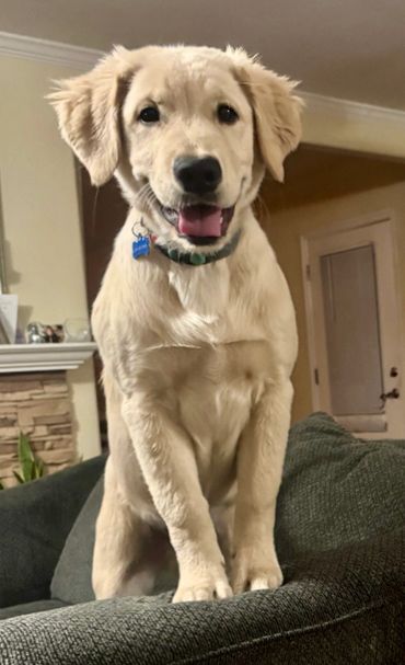 Happy golden retriever puppy sitting on a couch indoors.