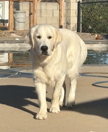 A white dog walking outdoors near a pool.