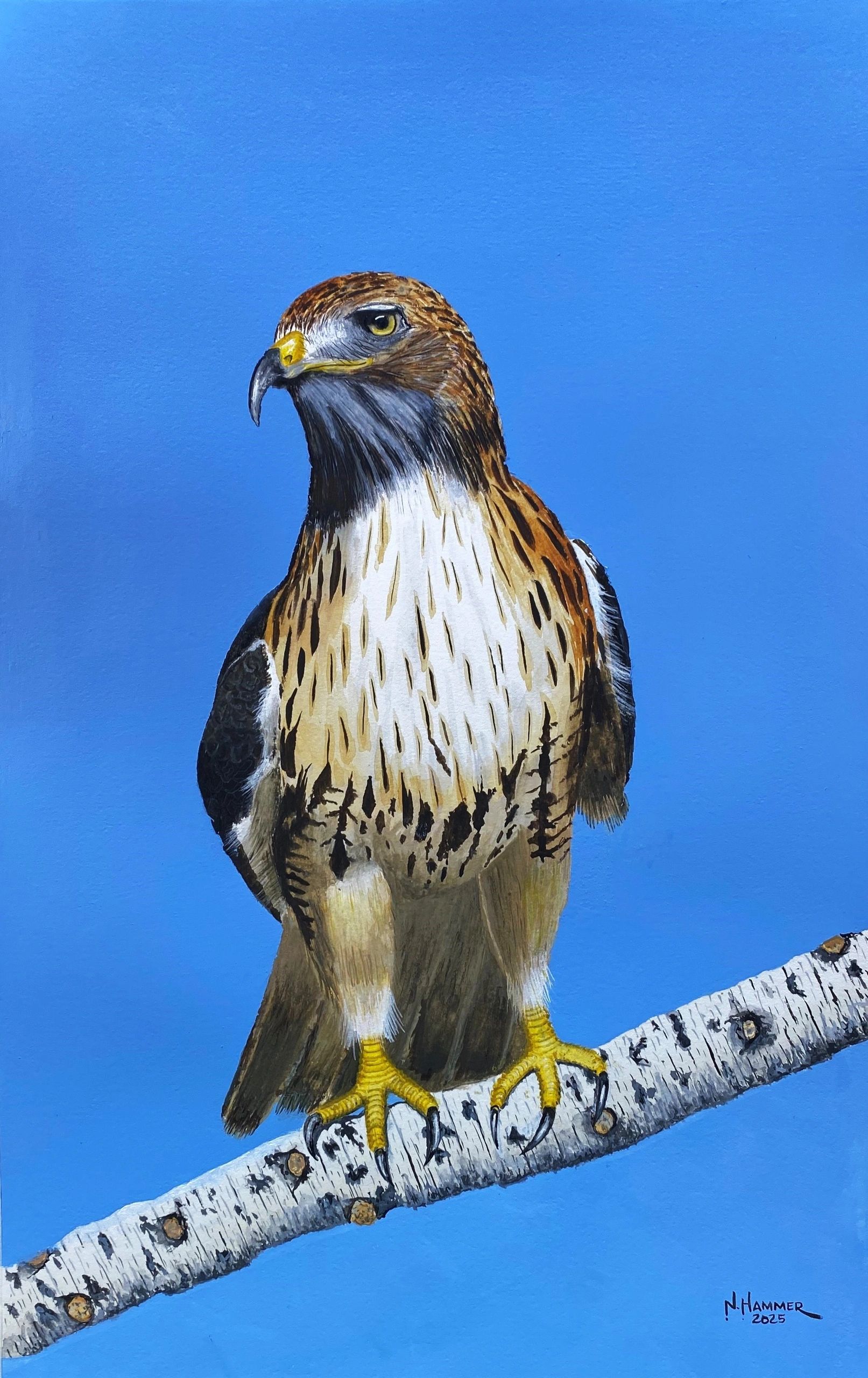 My fifth painting of a Red-Tailed Hawk