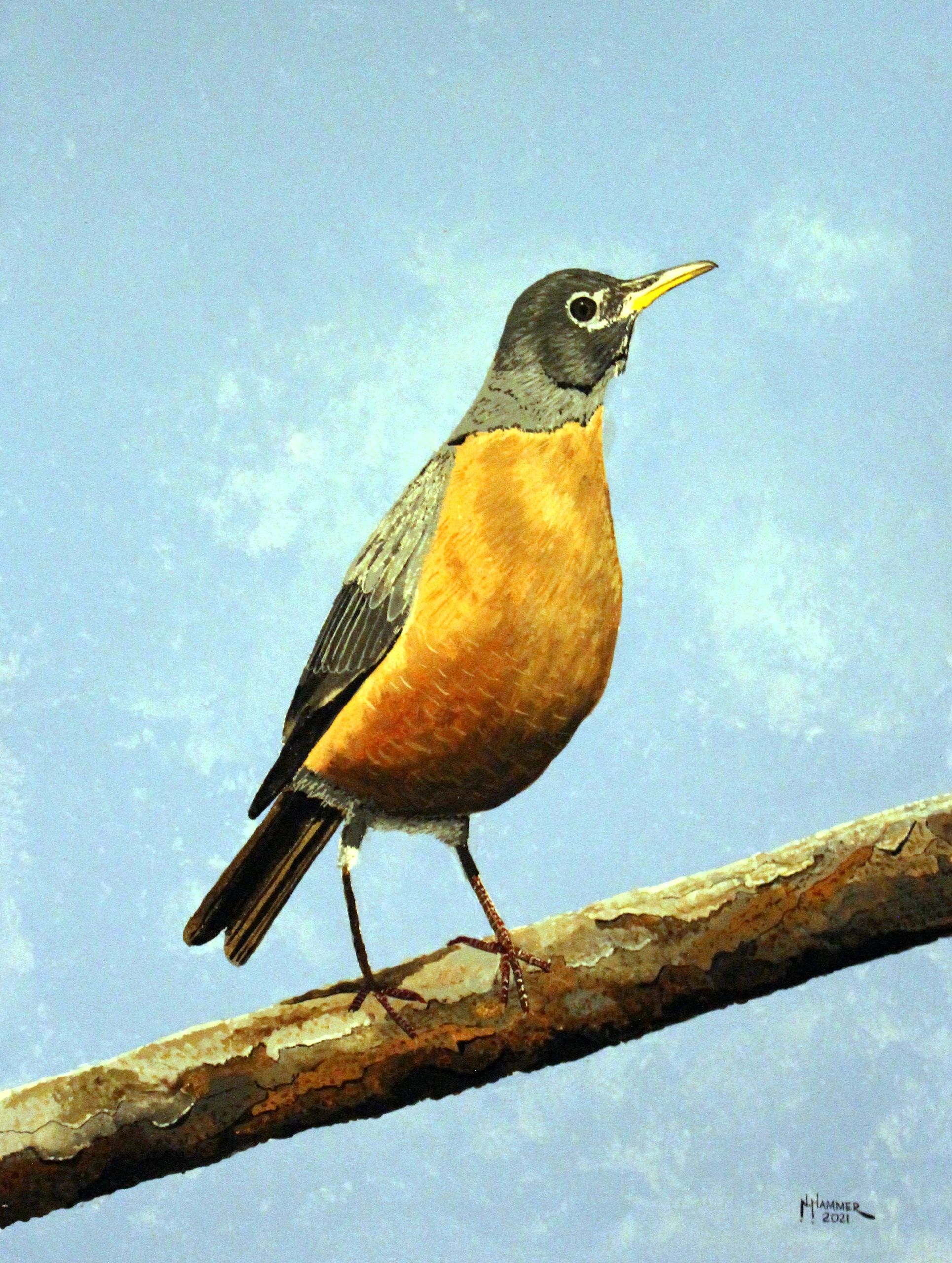 American Robin watercolor