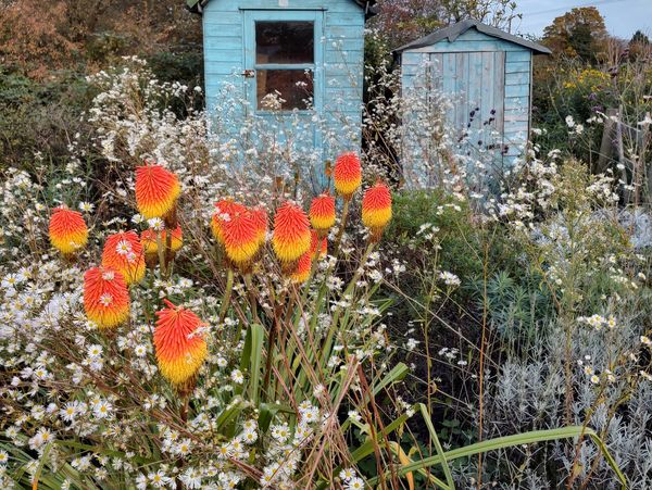 Kniphofia 'November Glory', Erigeron annuus