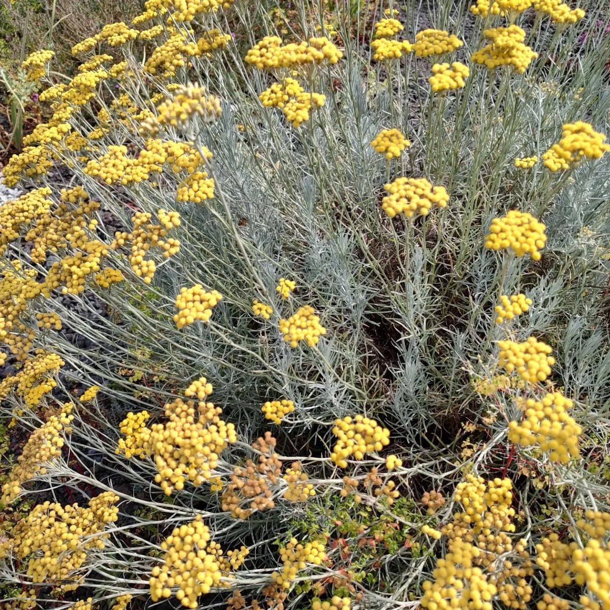 Helichrysum italicum 'Miel et Curry'