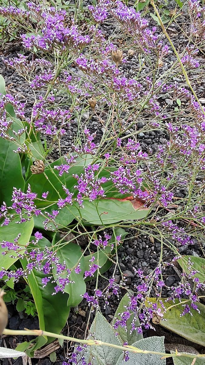 Limonium latifolium 'Violetta'
