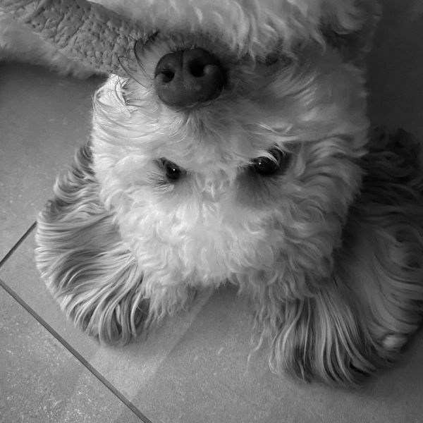 cockapoo dog's upside down face on floor with toy in his mouth, his ear flat spread on floor