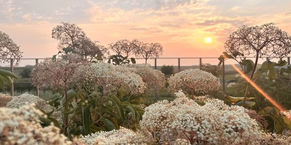 A view of the sunset from the Foote Creek Orchard. They're the elderberries located on the property.