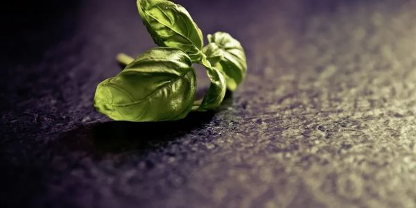 fresh ingredients 
