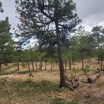 A nice light layer of mulch from thinning and voila, a beautiful and healthy forest!