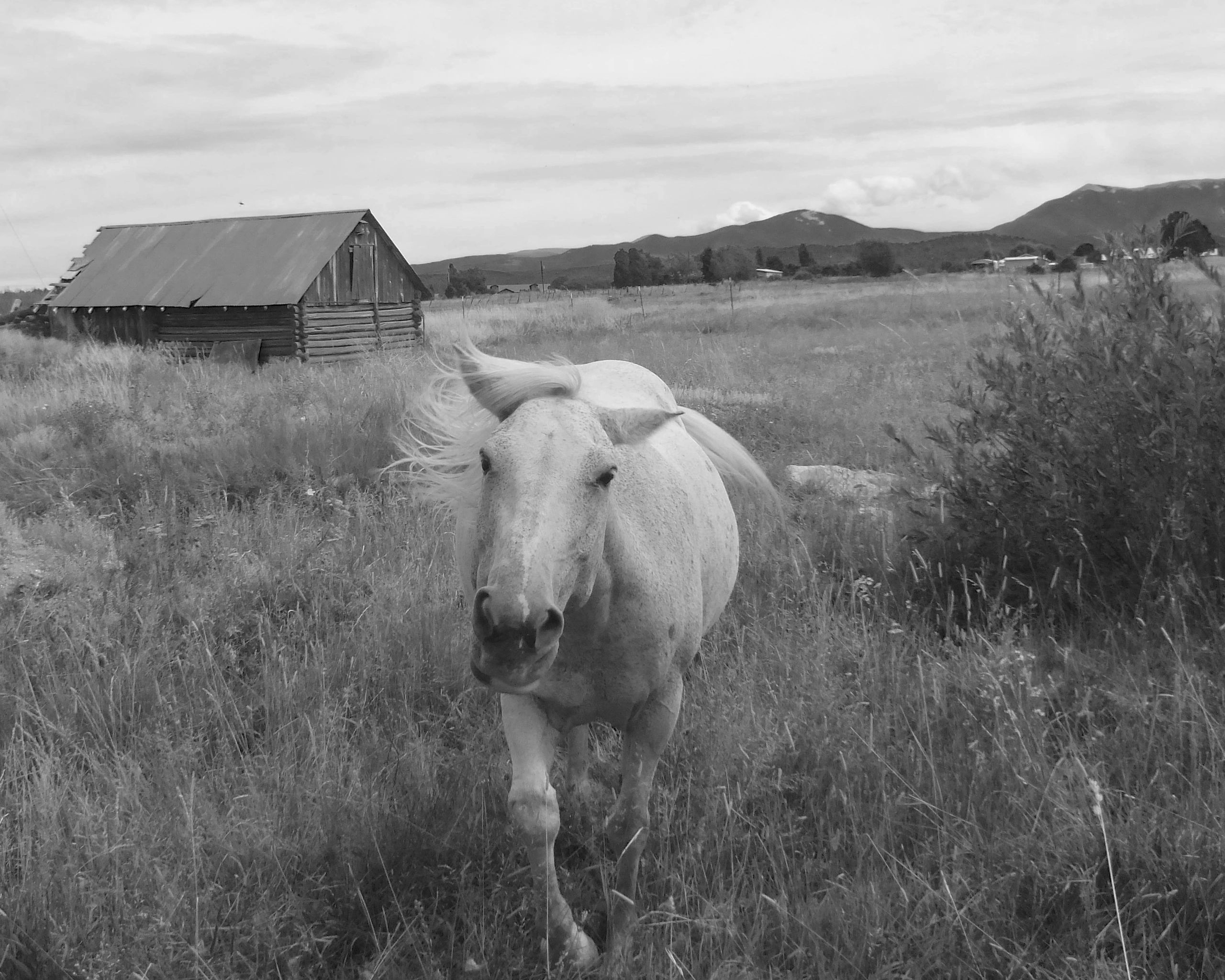 Black and white photo of approaching white horse with barn in Truchas New Mexico
