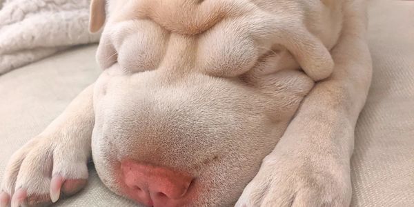 a close up of a sleeping white shar pei's head and front paws on a white couch