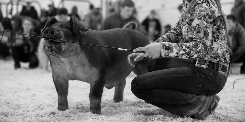 A person kneels beside a pig at a livestock show.