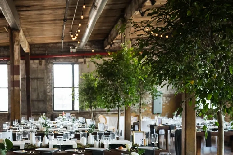 Ficus Tree Rental for Rustic Boston Wedding