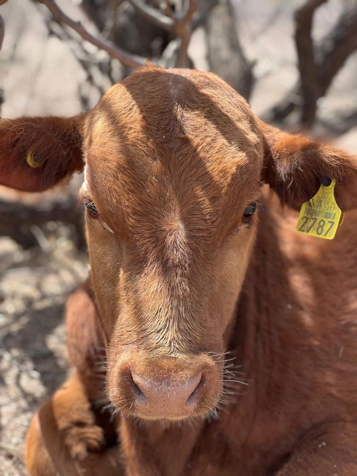 Close-up of a brown calf with ear tags resting outdoors.
