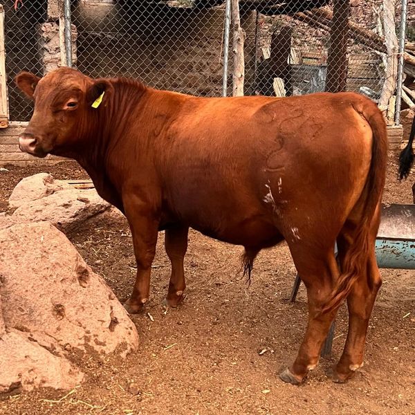 A brown calf standing near a rock and fence in a farm setting.