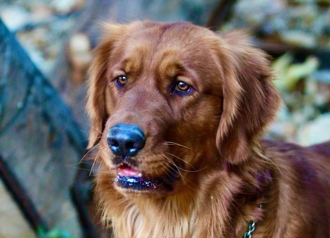 Beautiful Shades of Golden Retrievers