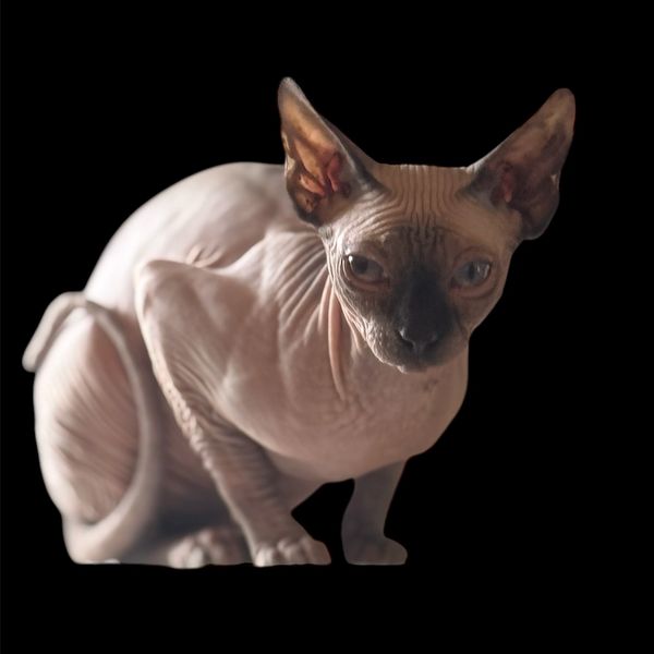 a sphynx cat