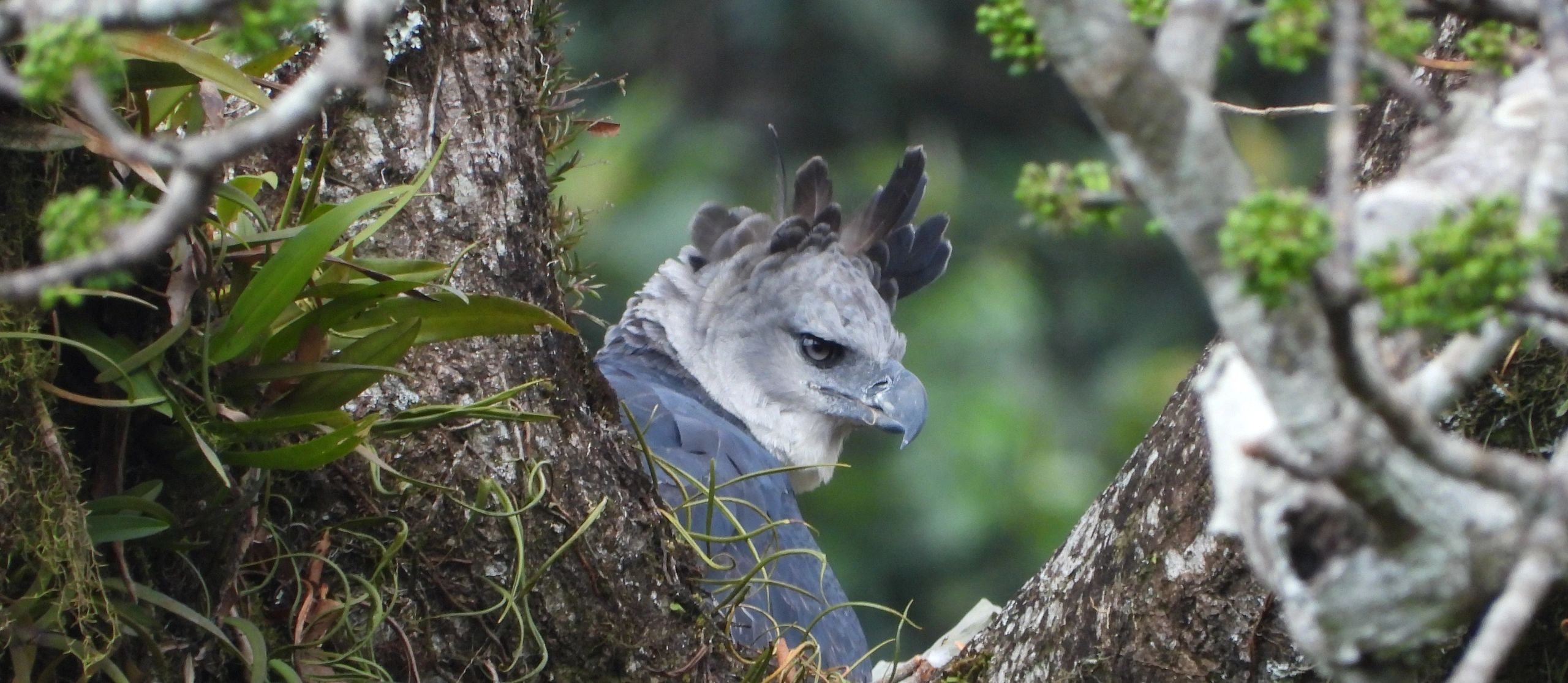 Harpy Eagle of Tambopata:  Rainforest Harpy Eagle