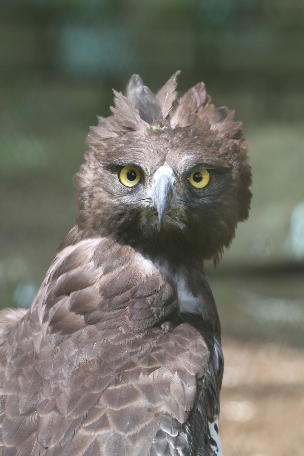 African Crowned Eagle vs. Harpy Eagle: How Do They Measure Up?