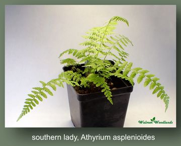 Southern lady fern in a black pot.