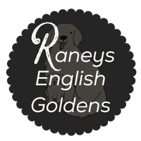 Raney's English Goldens