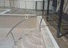 New Pool Steps, Mosaic Tile and Handrails