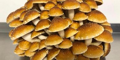 Chestnut Oyster
