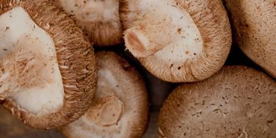 Shiitake 