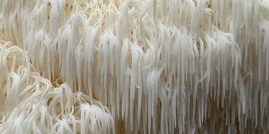 Lions Mane