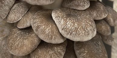 Black Oyster