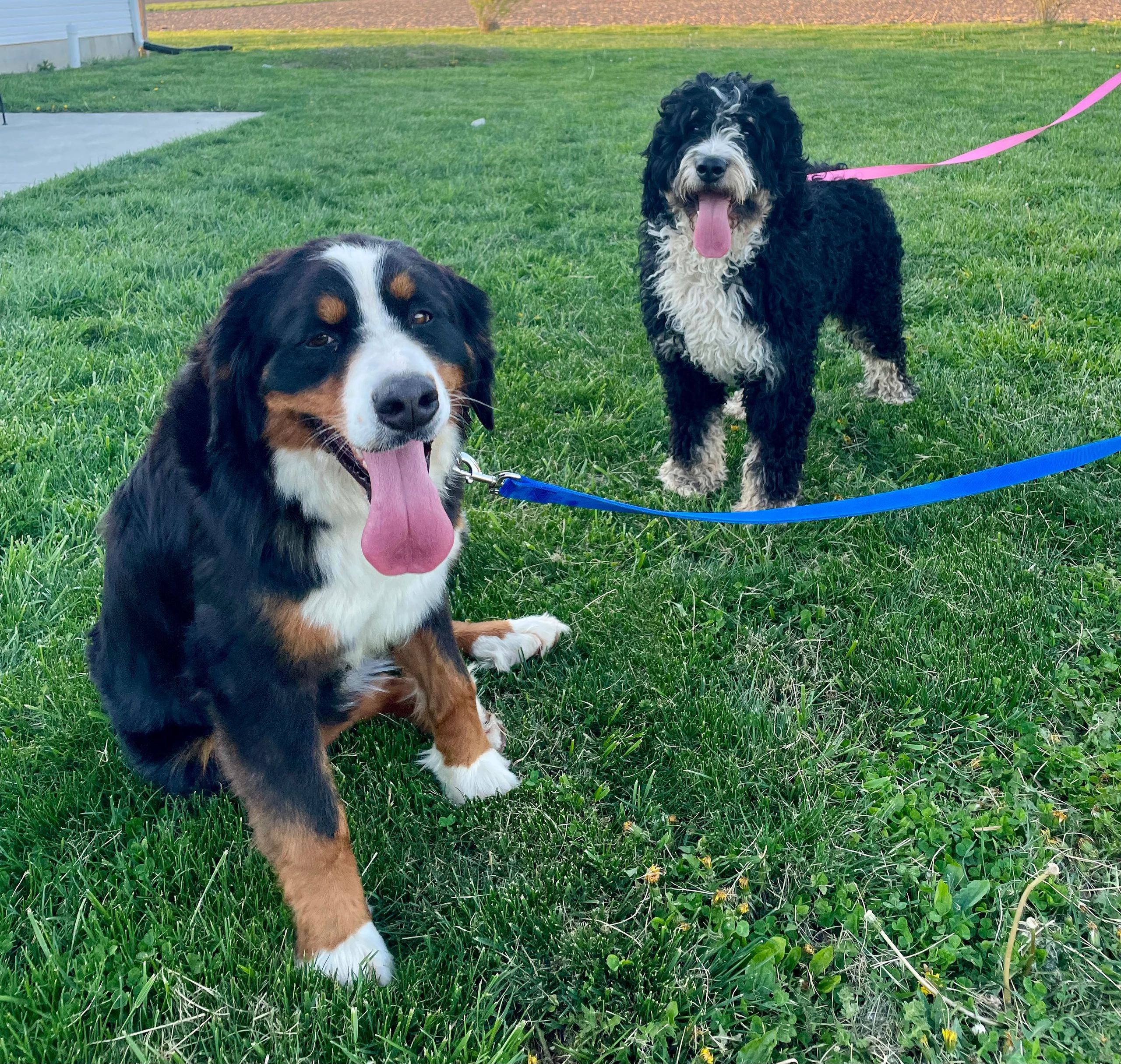 Hypoallergenic bernese best sale mountain dog mix