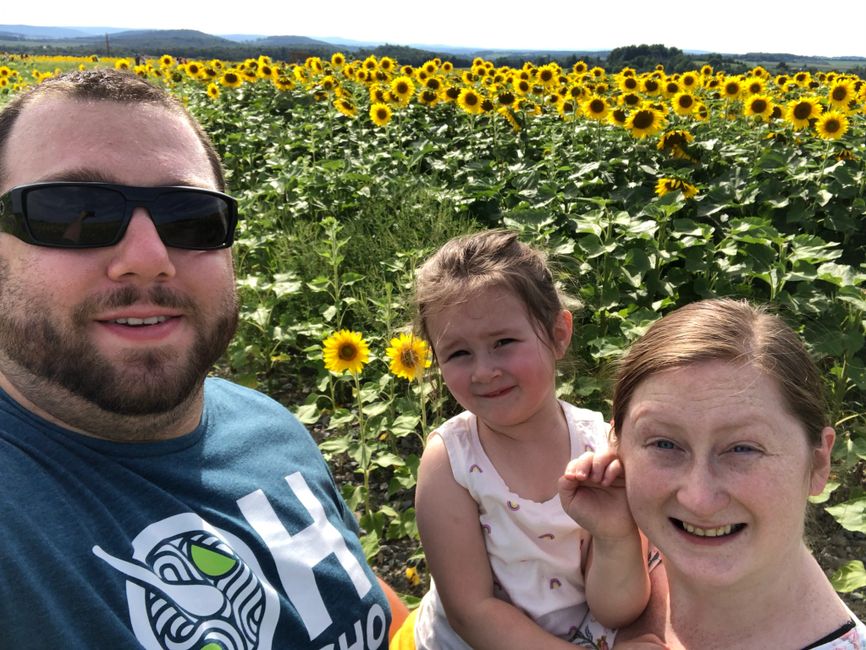 Brown Hill Farms Sunflowers