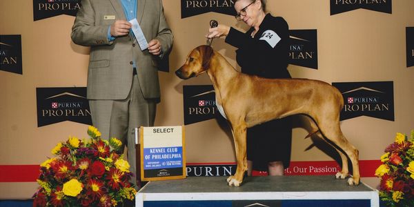 Stevie is an AKC Grand Champion, with OFA hips good, elbows pass, thyroid pass, OFA eyes.