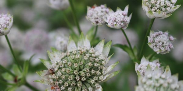 Attractive flowerheads of white astrantia.