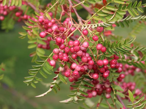 Photograph of the beautiful pink berries of the tree Sorbus pseudovilmorinii.