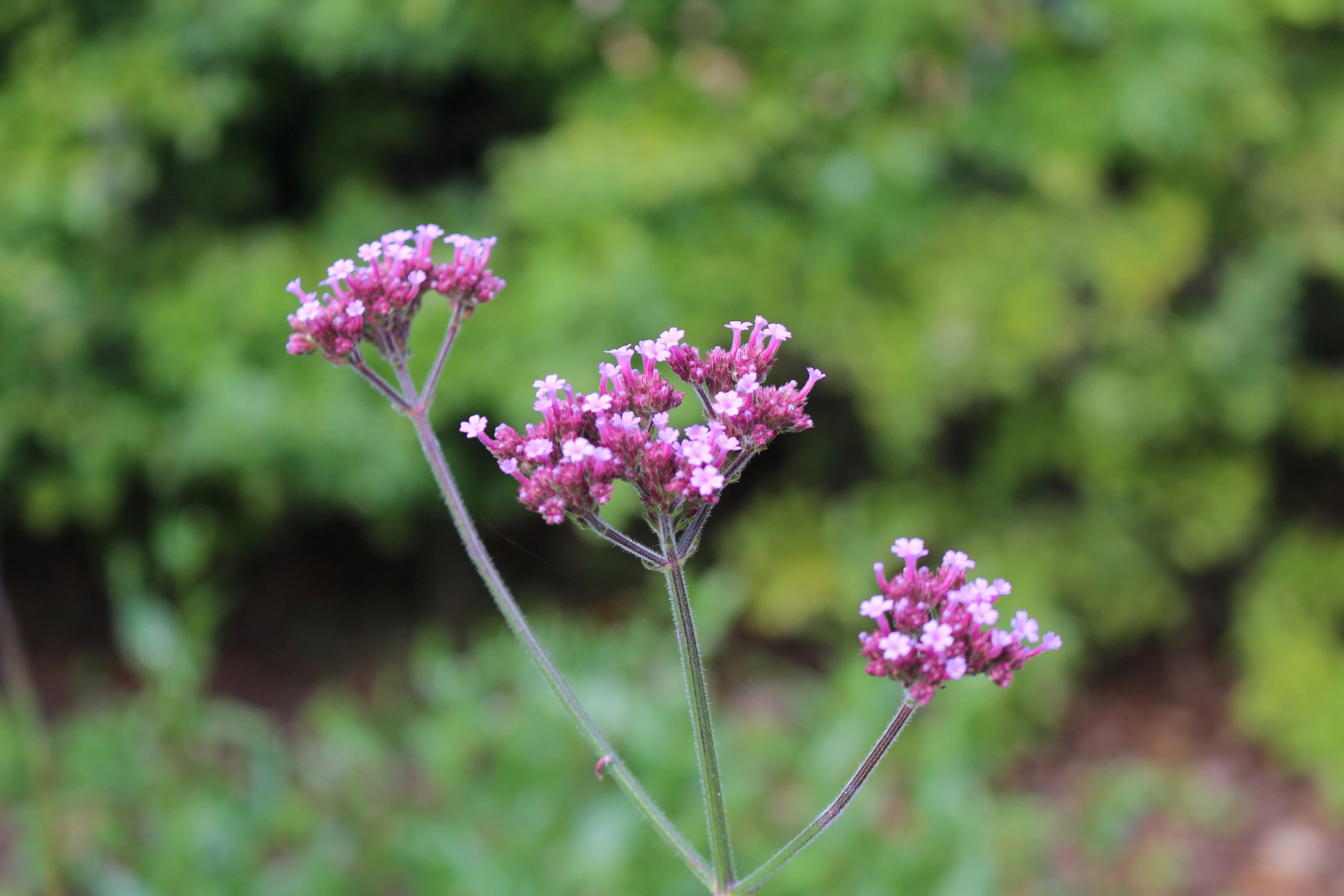 Photograph of beautiful purple flowerheads of Verbena bonariensis.