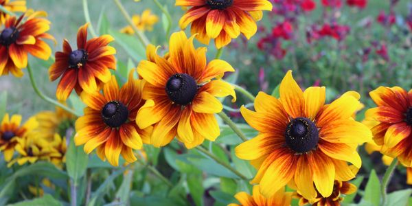 Rudbeckia flowers in early autumn.