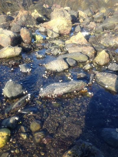 Tide pool at the seashore.