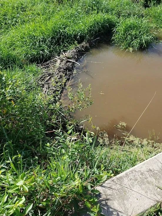 Beaver dam 