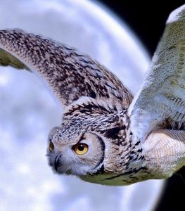 A flying owl